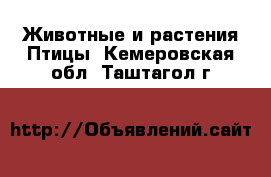 Животные и растения Птицы. Кемеровская обл.,Таштагол г.